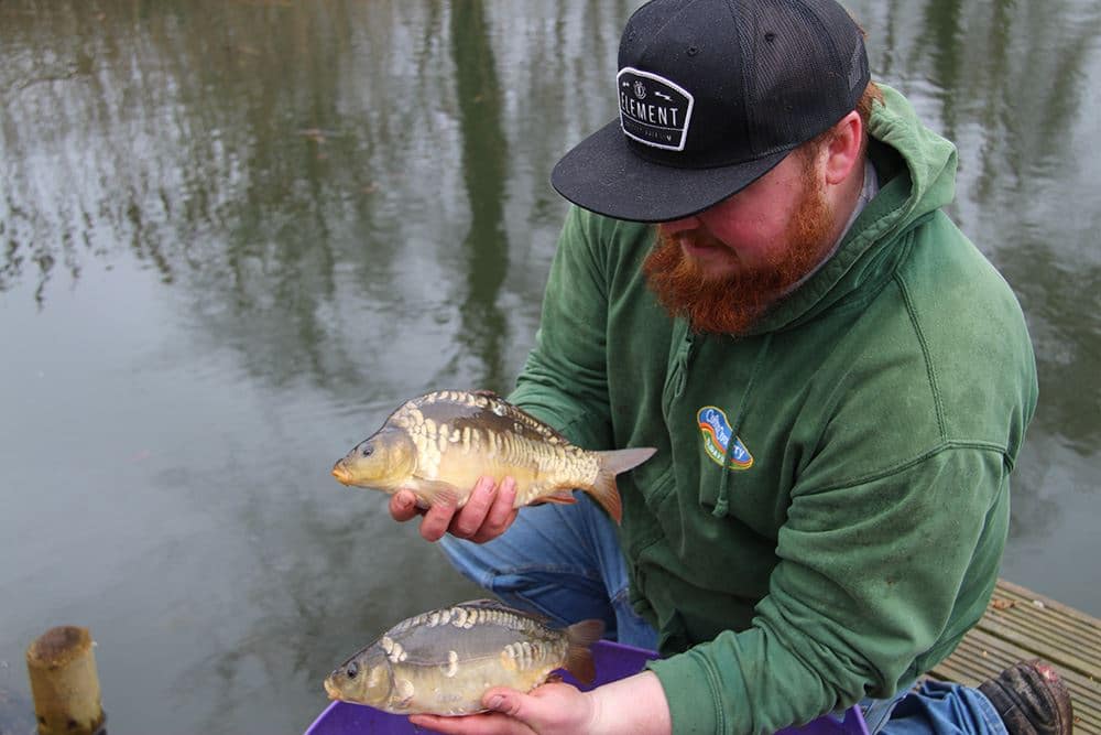 These carp will make our fishing holidays in Devon some of the best!